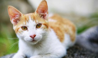 描写猫的句子 描写猫的句子100字左右