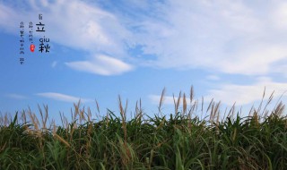 描写立秋节气的句子（描写立秋节气的句子短句）