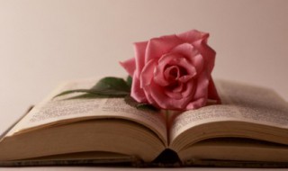 描写鸟的优美句子（描写鸟的优美句子段落）