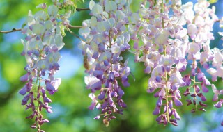 描写紫藤萝的优美句子（描写紫藤萝的优美句子100字）