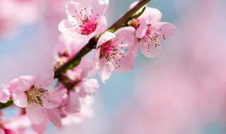 描写春天桃花的句子 描写春天桃花的句子 短句