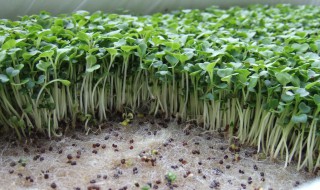 绿豆苗怎么做好吃（绿豆苗怎么做好吃凉拌）