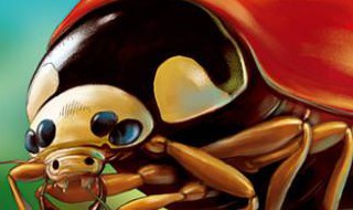 七星瓢虫的外形特点简写 七星瓢虫的外形特点简写怎么写