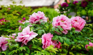 描写牡丹花的优美句子（描写牡丹花的优美句子简单）