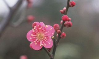 梅花自然分布和生长习性的详细介绍（梅花主要生长在哪些地方以及它的生长环境）