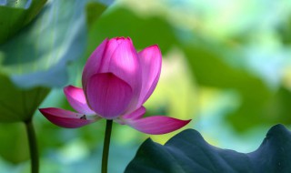 藕叶喝了有什么功效(藕叶水喝什么作用)