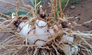 白及是什么 白及是什么中药