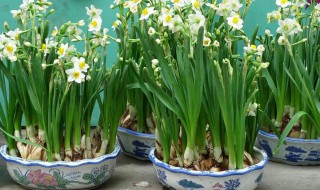 水仙花的生长变化情况（水仙花的生长变化情况吗）