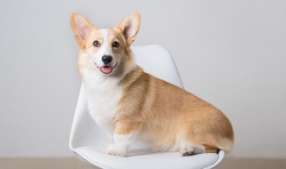 狗狗吐完能吃东西吗 狗狗吐完能吃东西吗怎么喂