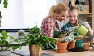 室内观叶植物的管理办法（室内观叶植物的管理办法是）