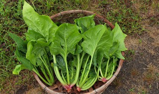 菠菜能直接炒吗 菠菜能直接炒吗怎么炒