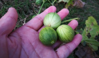 马泡瓜如何吃（马泡瓜如何吃好吃）