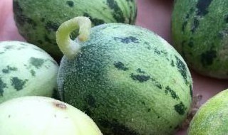 马泡瓜应该怎么吃有效 马泡瓜应该怎么吃有效果呢