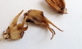 佛手泡酒怎么泡 佛手泡酒怎么泡的