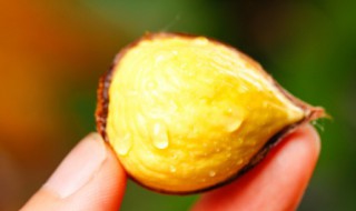 怎么煮栗子容易脱壳 怎么煮栗子容易脱壳呢