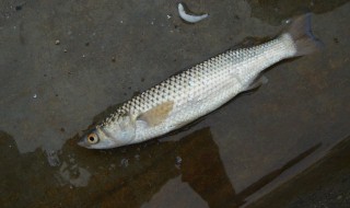 梭子鱼的做法大全（梭子鱼的做法大全家常）