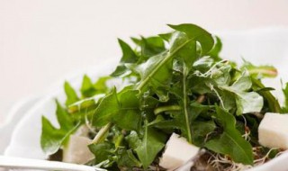 新鲜的蒲公英怎么吃 新鲜的蒲公英怎么吃效果最好浦公英散节吗