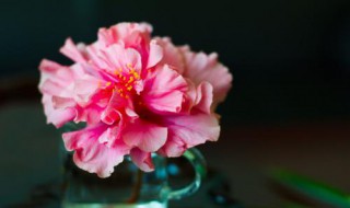 化作春泥更护花原文 化作春泥更护花的全诗