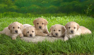 小狗名字大全可爱女狗 小狗名字女可爱洋气