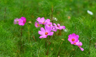 花的名字 花的名字寓意特别好听的