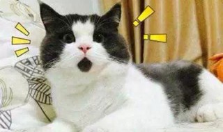 给猫起名字 给猫起名字怎样又高级又好听