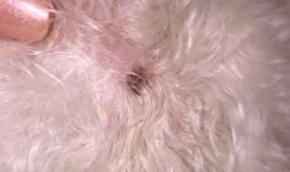 狗身上有蜱虫怎么办 泰迪狗狗身上有蜱虫怎么办