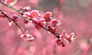 梅花儿香大结局 梅花儿香大结局简介