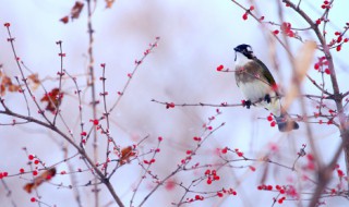 踏雪寻梅歌词（踏雪寻梅歌词歌谱）