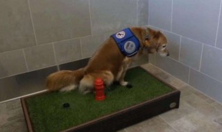 怎么训练狗狗在一个地方上厕所（怎么训练狗在一个地方拉屎拉尿）