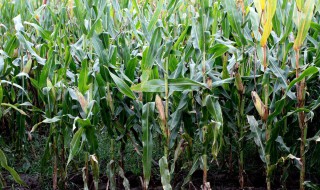 玉米地和娘的故事（玉米地哪些故事）