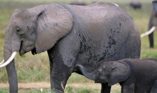 什么的大象补充词语 什么的大象补充词语二年级