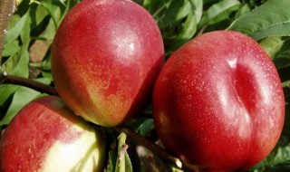 油桃的营养价值 油桃的营养价值及功效与作用禁忌