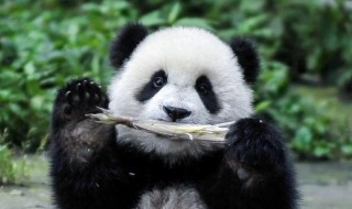 大熊猫的资料100字 大熊猫的资料100字三年级