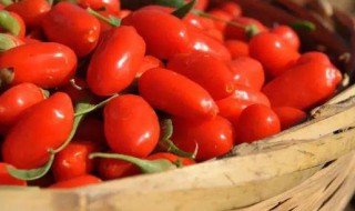 鲜枸杞保存方法（鲜枸杞保存方法图片）