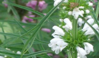 益母草怎么煮效果最好（益母草怎么煮效果最好吃多久）