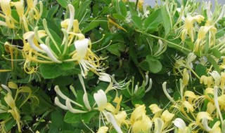 金银花治湿疹怎么煮水（湿疹是一热就红一凉就不红）