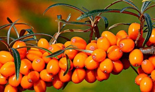 沙棘原浆好还是沙棘油好? 沙棘原浆好还是沙棘油好