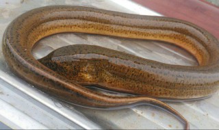 黄鳝死了变硬还能吃吗 黄鳝死了是硬的还是软的