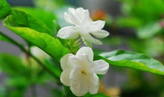 茉莉的功效与作用禁忌（茉莉的功效与用法）