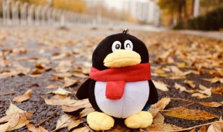 企鹅用英语怎么说（我喜欢企鹅用英语怎么说）