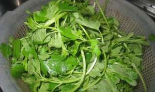 益母草怎么煮水喝 益母草怎么煮水喝最好