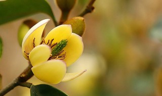 含笑花什么时候开花（含笑花什么时候开花有香味）