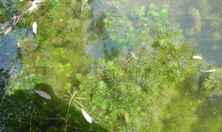 金鱼藻种植（金鱼藻种植时间）