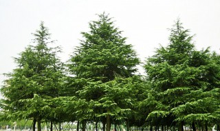 松柏读音 松柏读音是什么意思