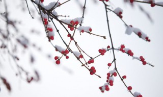 小雪花儿歌歌词 小雪花儿歌歌词简谱