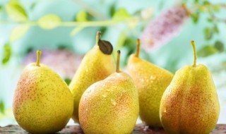 白梨是什么梨（白梨是什么梨子?）