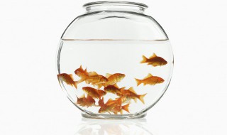 几种常见鱼类食物的养生功效 鱼类食物大全