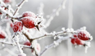 雪的歌词 刀郎第一场雪的歌词