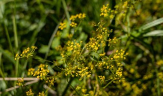 黄芥子的功效与作用 黄芥子的功效与作用的功能与主治