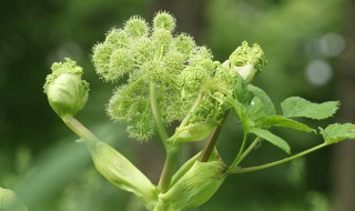 白芷种植技术（白芷种植技术视频教程）